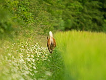 Muntjac deer (Muntiacus reevesi), buck, running along edge of barley crop field ,North Norfolk, UK. June.