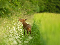 Muntjac deer (Muntiacus reevesi), buck, barking, at edge of barley crop field, North Norfolk, UK. June.