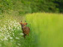 Muntjac deer (Muntiacus reevesi), buck, standing at edge of barley crop field, North Norfolk, UK. June.