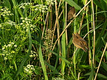 Reed warbler (Acrocephalus scirpaceus), adult feeding fledged chicks in reeds, North Norfolk, UK. June.