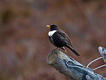 Male Ring ouzel (Turdus torquatus) perched on old fence post, Strathspey, Cairngorms, Scotland, UK. May.
