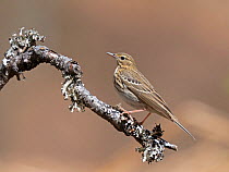 Male Tree pipit (Anthus trivialis) perched on a branch, Glen Affric, Highlands, Scotland, UK. May.
