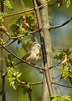 Garden warbler (Sylvia borin) in song, Kent, UK. April.