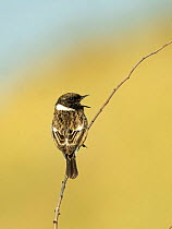 European stonechat (Saxicola rubicola), male in song, perched on a twig, North Norfolk, UK. May.