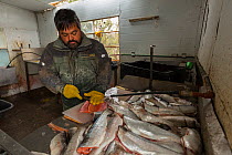 Man processing fish following trout eradication attempt. Introduction of non native trout (Salvelinus sp) to lakes where Hooded grebe colonies breed is one of the major conservation threats for this c...