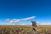 Researcher from Aves Argentina NGO hiking across Hooded grebe range on Buenos Aires plateau, Patagonia National Park, Santa Cruz, Argentina. January 2018.