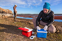 Two researchers from Aves Argentina NGO collecting eggs abandoned by Hooded grebes (Podiceps gallardoi) for captive breeding, Hooded grebe colony in background, Strobel plateau, Santa Cruz, Patagonia,...