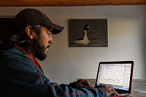 Biologist Kini Roesler, coordinator of the Hooded grebe Project for Aves Argentinas NGO, working on laptop with picture of Hooded grebe on wall in background, Patagonia National Park, Santa Cruz, Arge...
