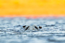 Hooded grebes (Podiceps gallardoi) performing the hammer during courtship display in lake above the Buenos Aires plateau, Patagonia National Park, Santa Cruz, Argentina. Cropped.