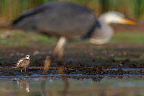 Little ringed plover (Charadrius dubius) at the edge of shallow pond, in the background of Grey heron (Ardea cinerea), Valkenhorst Nature Reserve, The Netherlands, August.