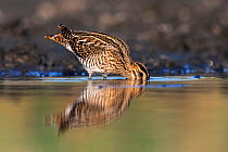 Common snipe (Gallinago gallinago) feeding at the edge of drying pond, Valkenhorst Nature Reserve, The Netherlands, August.
