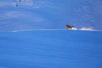 Wild Apennine wolf (Canis lupus italicus) running in snow on mountain ridge. Central Apennines, Abruzzo, Italy. December. European Wildlife Photographer of the Year 2021 competition - Highly Commended...