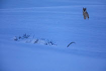 Wild Apennine wolf (Canis lupus italicus) standing in snow on mountain ridge. Central Apennines, Abruzzo, Italy. December.