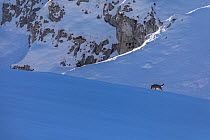 Wild Apennine wolf (Canis lupus italicus) running in snow on mountain ridge. Central Apennines, Abruzzo, Italy. December.