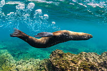 Galapagos sea lion (Zalophus wollebaeki) juvenile blowing bubbles, Floreana Island, Galapagos, South America, Pacific Ocean.