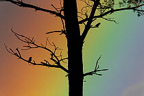 Crossbills (Loxia curvirostra) pair in tree, silhouetted against a rainbow. The male is on the right. Sheffield, UK. May.