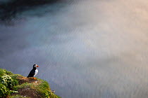 Atlantic puffin (Fratercula arctica) looking out to sea, Grimsey Island, Iceland. June
