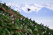 Colony of Atlantic puffin (Fratercula arctica), Grimsey Island, Iceland. June