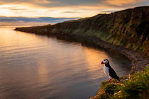 Atlantic puffin (Fratercula arctica) looking out to sea, Grimsey Island, Iceland. June