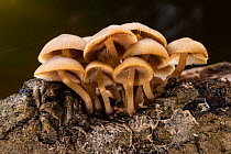 Common Stump bristlestem fungi (Psathyrella piluliformis), fruiting on fallen Beech trunk, New Forest National Park, Hampshire, England, UK. October.