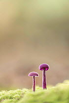 Amethyst Deceiver (Laccaria amethystina) growing in moss, New Forest National Park, Hampshire, England, UK. Focus stacked image. November. October.
