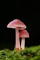 Rosy Bonnet fungus (Mycena rosea) growing in moss, New Forest National Park, Hampshire, England, UK. Focus stacked image. October.