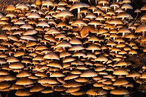 Common Stump bristlestem fungi (Psathyrella piluliformis) large cluster fruiting on fallen Beech trunk, New Forest National Park, Hampshire, England, UK. Focus stacked image. October.