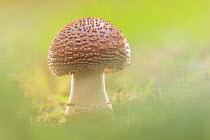 Blusher fungus (Amanita rubescens), New Forest National Park, Hampshire, England, UK. Focus stacked image. October.