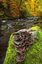 Turkey tail bracket fungus (Trametes versicolor) growing beside woodland river, Birks of Aberfeldy, Perthshire, Scotland, UK. Focus stacked image. October.