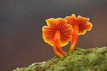 Scarlet hood waxcap (Hygrocybe coccinea) growing in moss, Glen Lyon, Perthshire, Scotland, UK. Focus stacked image. October.