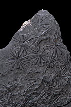 Fossil Plant (Articulate) (Annularia stellata) from Upper Carboniferous period, Wales, UK.