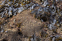 Honeycomb worm (Sabellaria alveolata) reef exposed at low tide, Port Gaverne, Cornwall, UK. May.