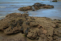 Honeycomb worm (Sabellaria alveolata) reef exposed at low tide, Port Gaverne, Cornwall, UK. May.