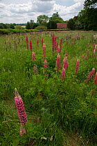 Garden lupin (Lupinus polyphyllus) growing in a naturalised meadow owned by the National Trust, Terwick Church Fields, National Trust, Sussex, UK. June.