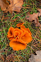 Orange peel fungus (Aleuria aurantia) Surrey, UK. November.