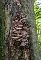 Oyster mushrooms (Pleurotus ostreatus) on trunk of Beech tree (Fagus sylvatica) Surrey, UK. October.