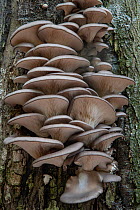 Oyster Mushrooms (Pleurotus ostreatus) on trunk of tree, Surrey, UK. October.