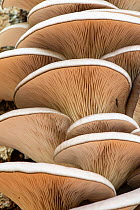 Oyster Mushrooms (Pleurotus ostreatus) close up Surrey, UK. October.