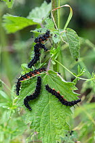 Peacock butterfly (Inachis io) caterpillars clustered on Stinging nettle (Urtica dioica) Surrey, UK. June.