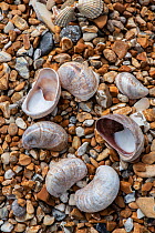 Slipper limpet (Crepidula fornicata) shells on shingle, Dungeness, Kent, UK. June.