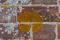 Lichen (Xanthoria parietina) growing on brick wall, does not grow on mortar, Romney Marsh, Kent, UK. June.