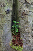 Yew tree sapling (Taxus baccata) growing in cleft of Beech tree (Fagus sylvatica) trunk, Surrey, UK. June.