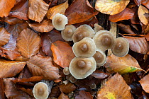 Butter cap fungi (Collybia butyracea) growing in leaf litter, Surrey, UK. October.