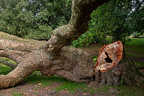 Fallen Sycamore tree (Acer pseudoplatanus) with hollow stump, Sussex, UK. September.