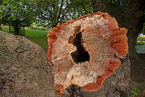 Sycamore tree (Acer pseudoplatanus) hollow stump of fallen tree, Sussex, UK. September.