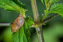 Amber snail (Succinea putris) feeding on Stinging nettle (Urtica dioica) leaves, Belgium. June.