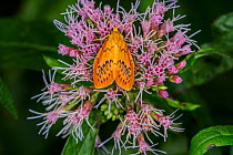 Rosy footman moth (Miltochrista miniata) feeding on Hemp agrimony (Eupatorium cannabinum) flower, Belgium. August.