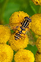 Female European hoverfly (Helophilus pendulus) pollinating Tansy (Tanacetum vulgare) in flower, Belgium. August.