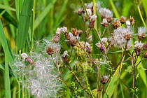 Seeds and seed heads of Canada thistle (Cirsium arvense), Belgium. August.