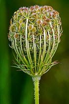 Wild carrot (Daucus carota) fruit cluster containing oval fruits with hooked spines, Belgium. August.